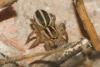 Phlegra bresnieri